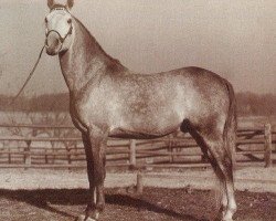 stallion Fadl 1930 RAS (Arabian purebred, 1930, from Ibn Rabdan 1917 RAS)