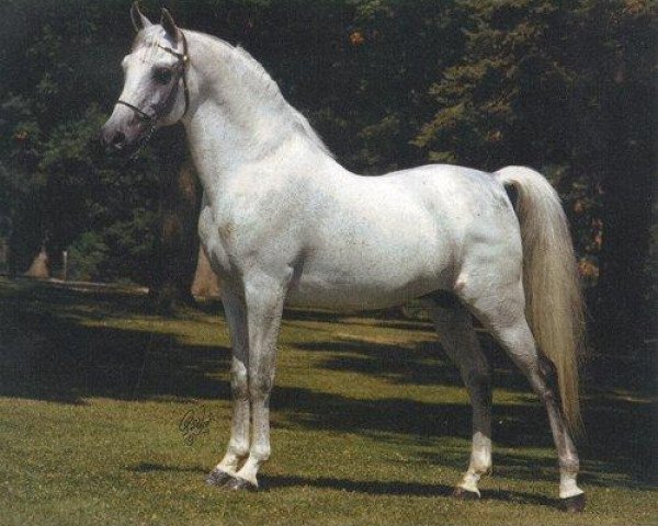 stallion Ibn Fa Serr 1960 EAO (Arabian purebred, 1960, from Fa-Serr ox)