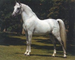 stallion Ibn Fa Serr 1960 EAO (Arabian purebred, 1960, from Fa-Serr ox)