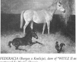broodmare Federacja 1924 ox (Arabian purebred, 1924, from Burgas 1907 ox)
