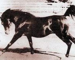 stallion Witez II 1938 ox (Arabian purebred, 1938, from Ofir 1933 ox)