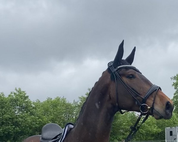 dressage horse Destino Royal 3 (Hanoverian, 2016, from Don Index) dressage horse Destino Royal 3 (Hanoverian, 2016, from Don Index)