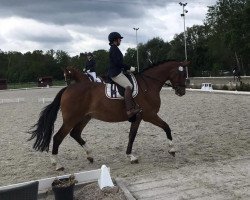 dressage horse Ashley 141 (Hanoverian, 2008, from Argentinus)