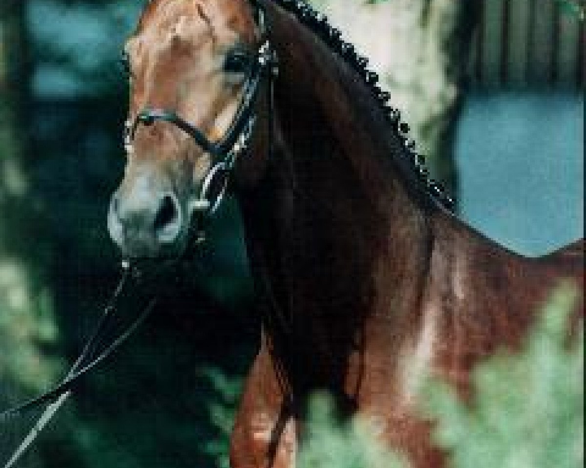 Deckhengst Frankenherr (Bayer, 1989, von Fredericus-an)
