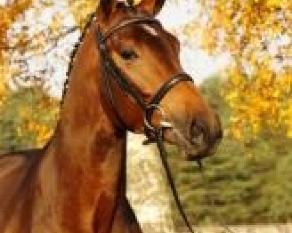 Deckhengst Concours Complet (Hannoveraner, 2009, von Canstakko)