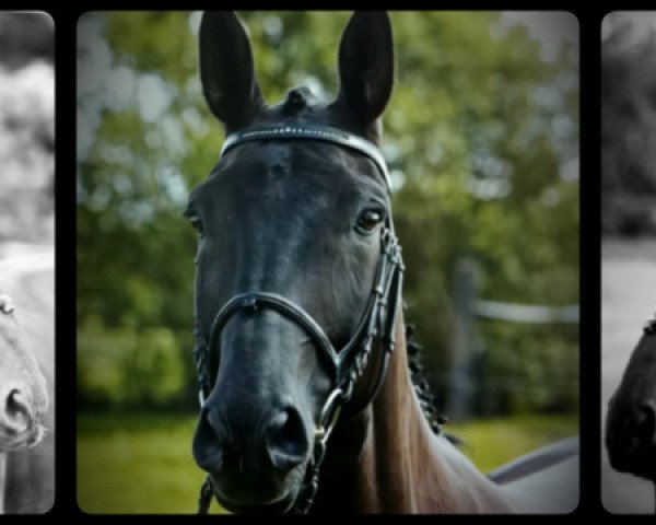 dressage horse Don Camillo 206 (Hanoverian, 2003, from Don Frederico)