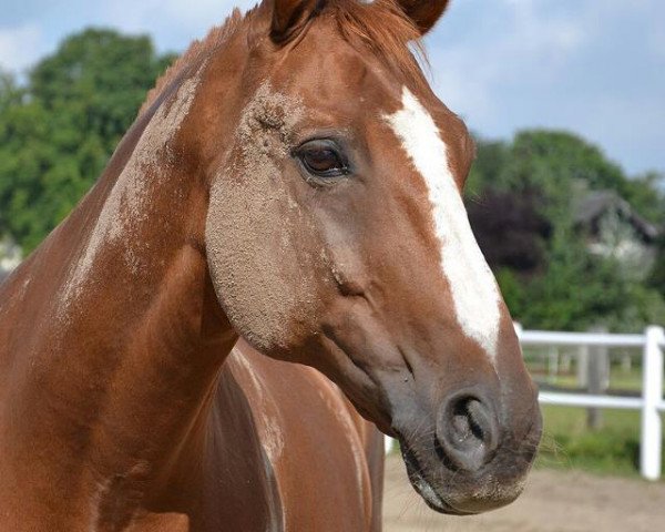horse Pollux 84 (Westphalian, 1996, from Paukenschlag)