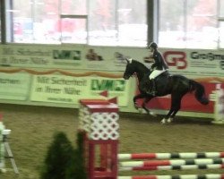 stallion Caribic Blue (Bavarian, 2008, from Ciacomo)