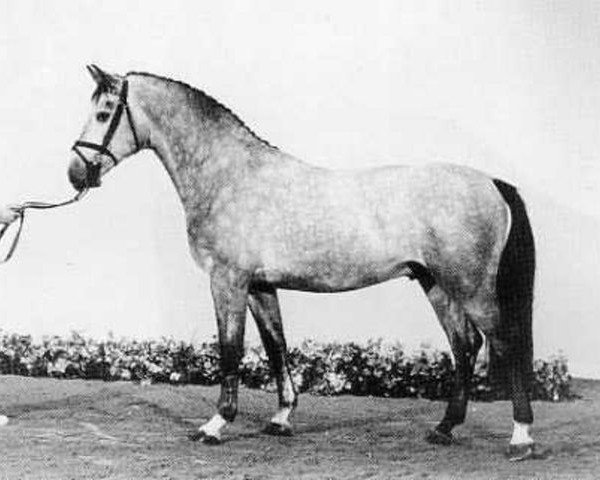 stallion Cabinett I (Holsteiner, 1979, from Calypso I)
