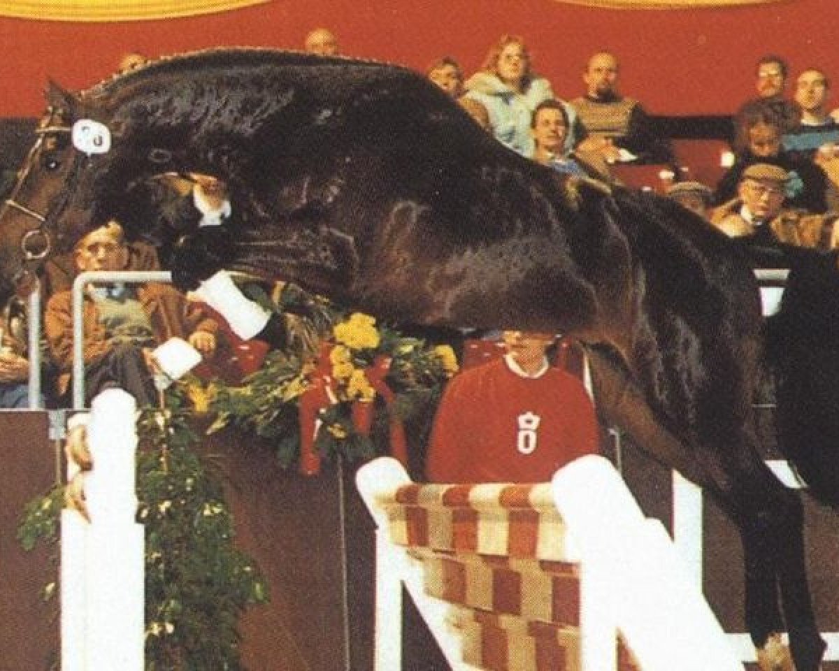 Deckhengst Clinton (Oldenburger, 1990, von Contender)