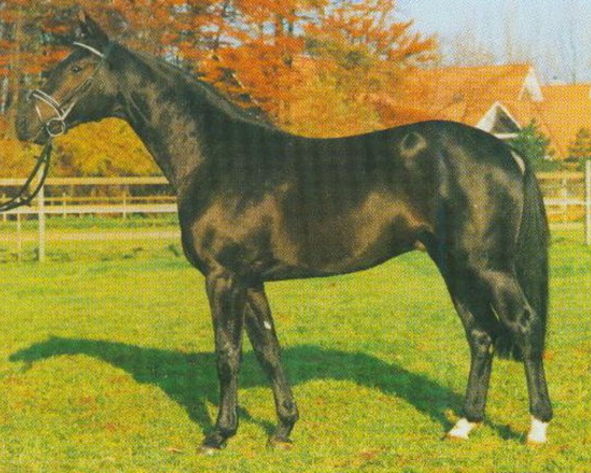 Deckhengst Polygraf (Westfale, 1991, von Polydor)