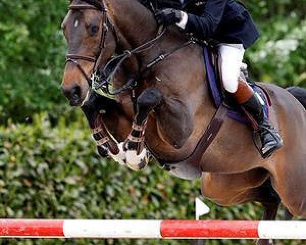 stallion VDL Groep Zidane (KWPN (Royal Dutch Sporthorse), 2004, from Heartbreaker)