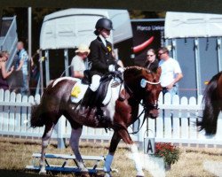 dressage horse Agathe (Iceland Horse Mix, 2003)