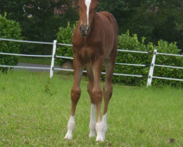 horse Chameur Z (Zangersheide riding horse,  , from Clintissimo 197 FIN)