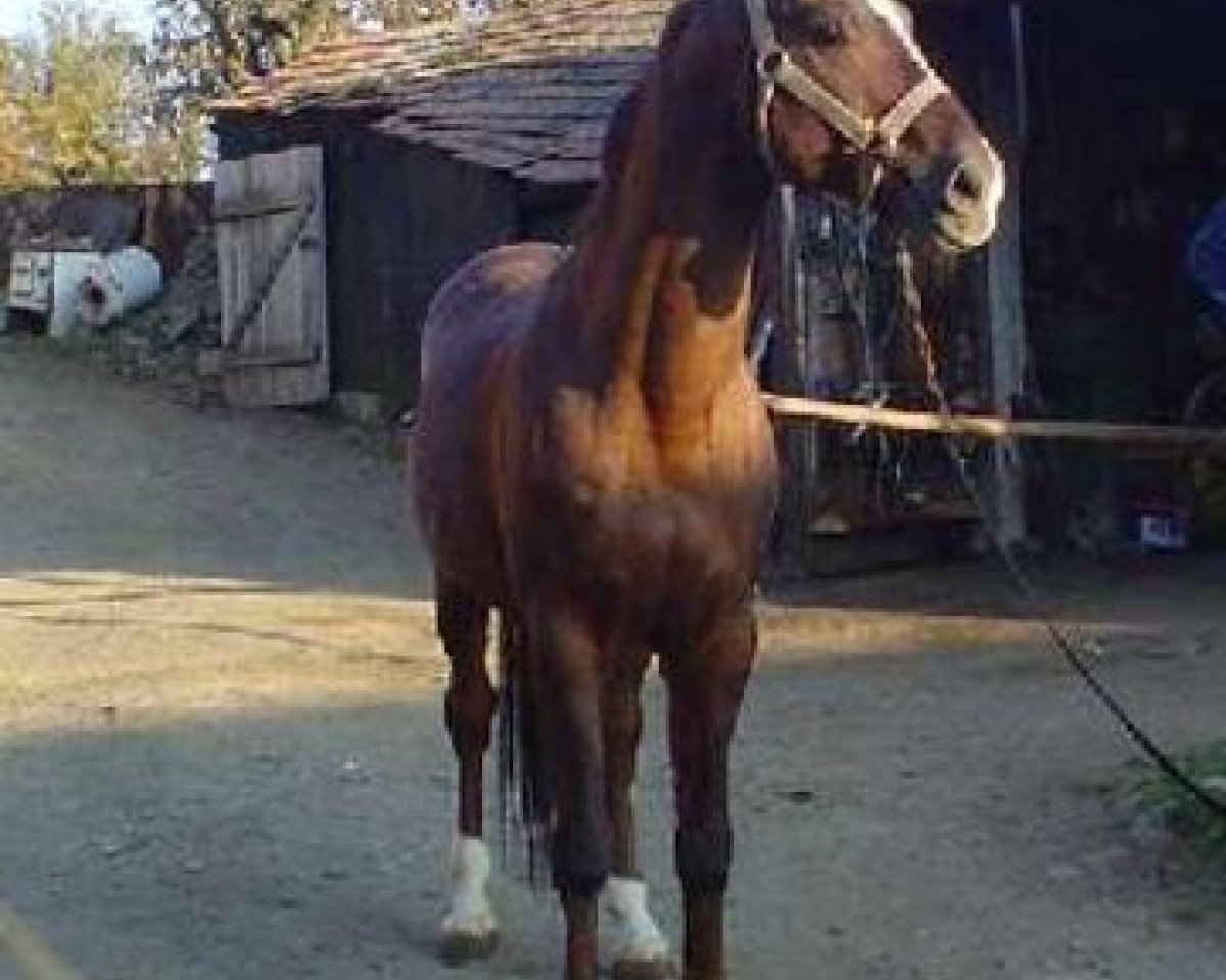 dressage horse Caesar (Bavarian, 1992, from Cosinus B)