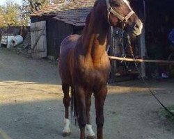 Dressage horse Caesar (Bayer, 1992, from Cosinus B)