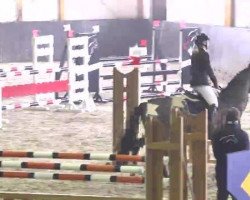 jumper C-Dur 3 (Oldenburg show jumper, 2007)