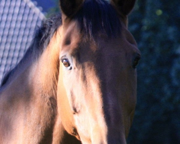 Springpferd Coolmen (Oldenburger, 1999, von Cool Magic I)