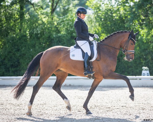 dressage horse Emotion (Oldenburg, 2017, from Escolar) dressage horse Emotion (Oldenburg, 2017, from Escolar)