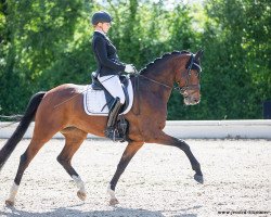 Dressurpferd DSP Bella Benicia (Deutsches Sportpferd, 2016, von Callaho's Benicio)