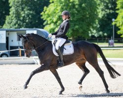 Dressurpferd Buena Dimaggia (Hannoveraner, 2016, von Bon Coeur)