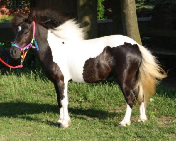 Yegua de cría Sandy von der Muehle (Poni Shetland, 2006, de Flaps)