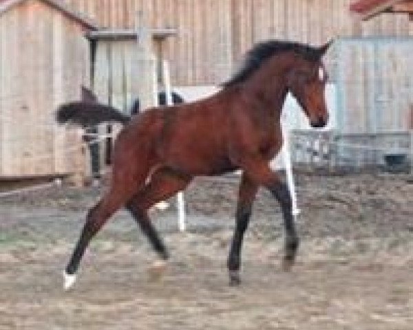 horse Sandro's Stern (Austrian Warmblood, 2009, from Abke 4)