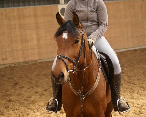 dressage horse Feeny (Hanoverian, 2008, from Fundskerl)