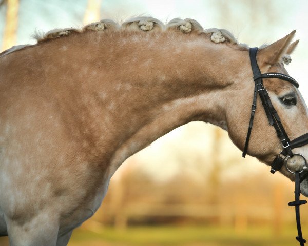 dressage horse Sammy Davis jun. 4 (Haflinger, 2005, from Santana (8,59% ox))