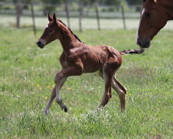 horse Jamira Blue HP (Hanoverian, 2022, from Jasper)