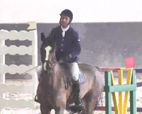 broodmare Colorina (Oldenburg show jumper, 2006, from Couleur Rubin)