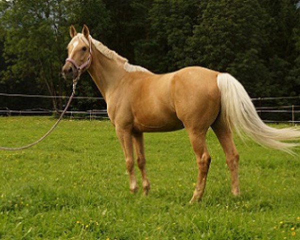horse Gloria (Hungarian Warmblood, 2000, from Hohenstein II)