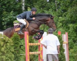 stallion Sacipont JV (Bavarian, 2005, from Stakkato Gold)