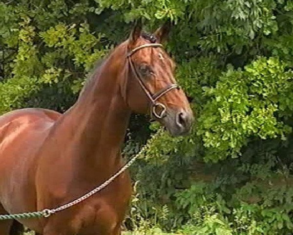 stallion Acord's Son R (Bavarian, 1987, from Acord)