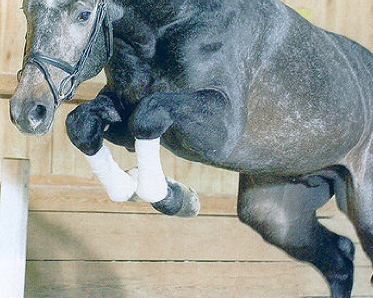 Deckhengst Cordius M (Bayer, 2002, von Contender)