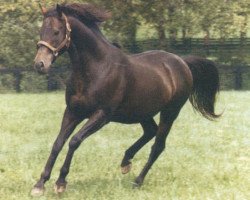 stallion Ack Ack xx (Thoroughbred, 1966, from Battle Joined xx)