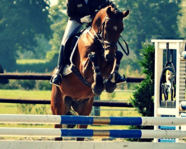 jumper Headley (German Riding Pony, 2004, from Halifax)