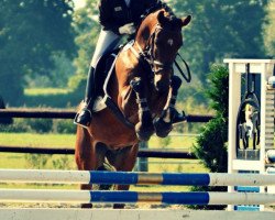 Springpferd Headley (Deutsches Reitpony, 2004, von Halifax)