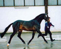 Deckhengst Acord's Champion (Holsteiner, 1997, von Acord II)