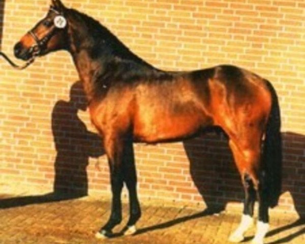 stallion Nevado (German Riding Pony, 1992, from Nobel)