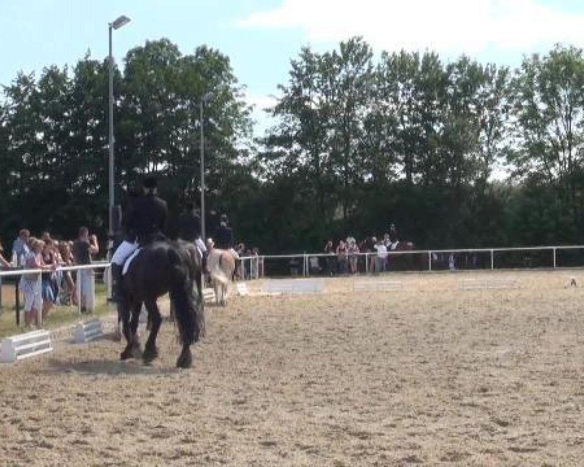 dressage horse Paroli 12 (Westphalian, 2004, from Pik Labionics)
