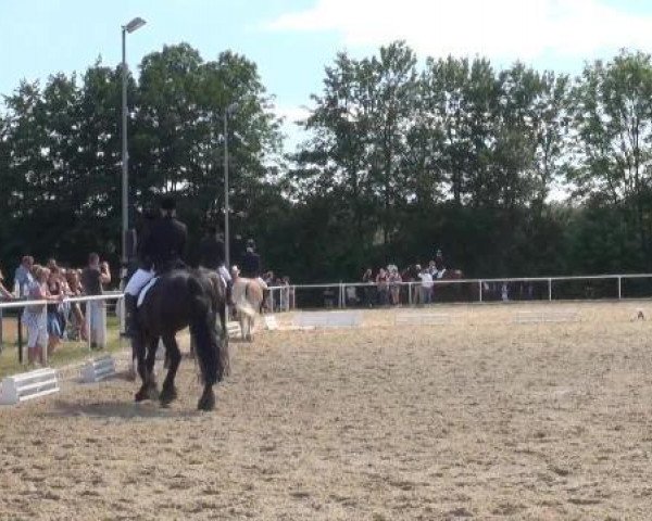 dressage horse Paroli 12 (Westphalian, 2004, from Pik Labionics)