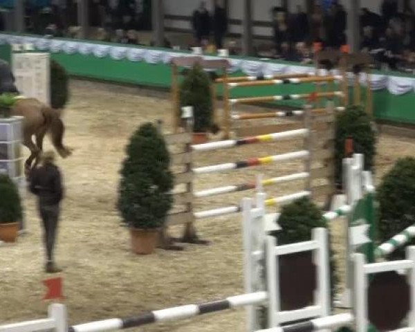 Pferd Aaron (Westfale, 1994, von Akitos xx)