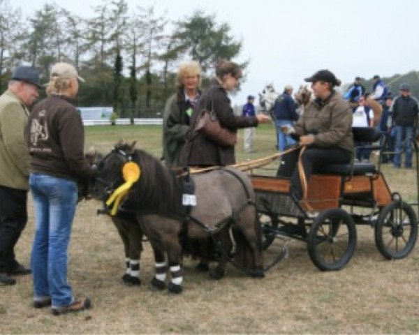 Zuchtstute Romy van de Zandhoven (Shetland Pony (unter 87 cm), 1999, von Birchwood Golden Top)