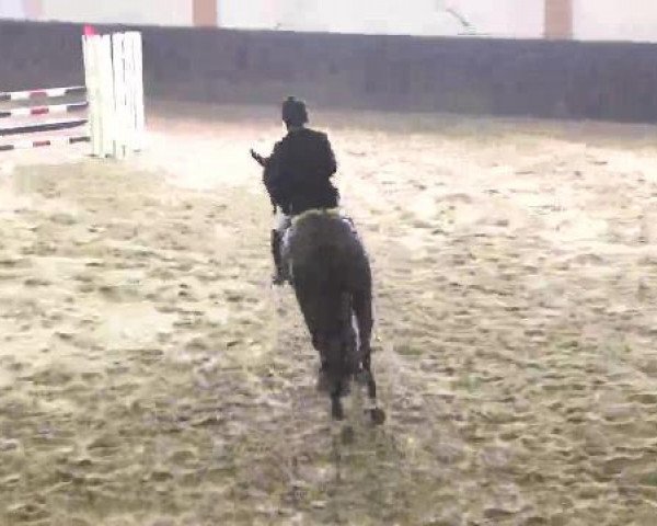 broodmare Constanze (Holsteiner, 2008, from Cormint) broodmare Constanze (Holsteiner, 2008, from Cormint)