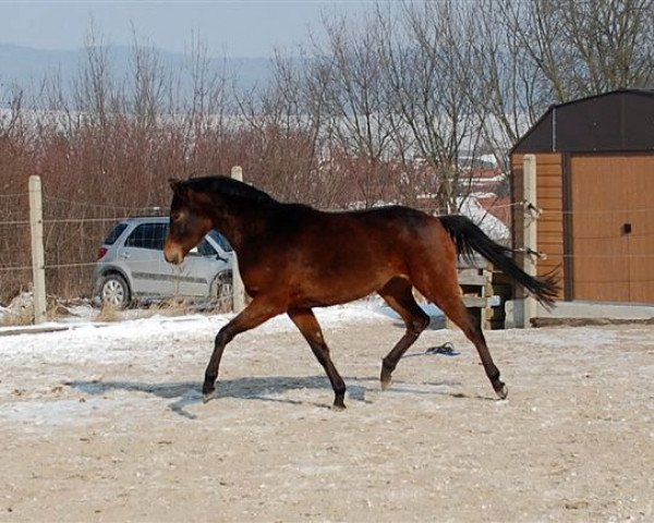 broodmare Pauline (German Riding Pony, 2009, from Cyriac WE)