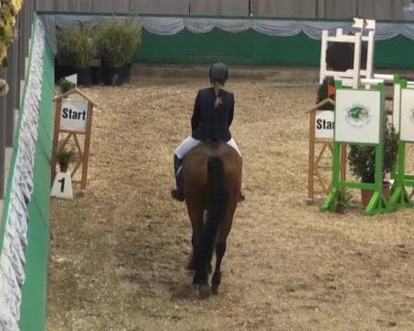 jumper Appi L (KWPN (Royal Dutch Sporthorse), 2005, from Ovidius)