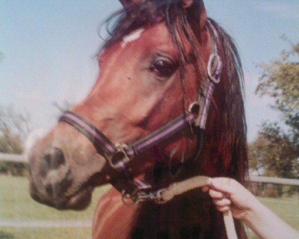 Cavalo El Abadiya Al Marid EAO (Puro-sangue Árabe, 2005, de Pyramid Aalin EAO)