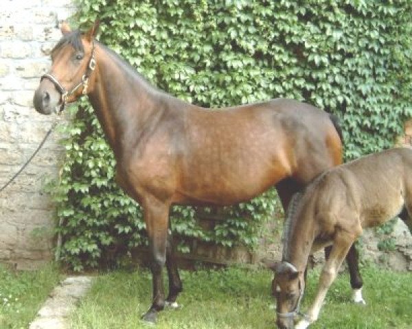 Broodmare Bonita (Oldenburger, 2000, from Royal Dance)
