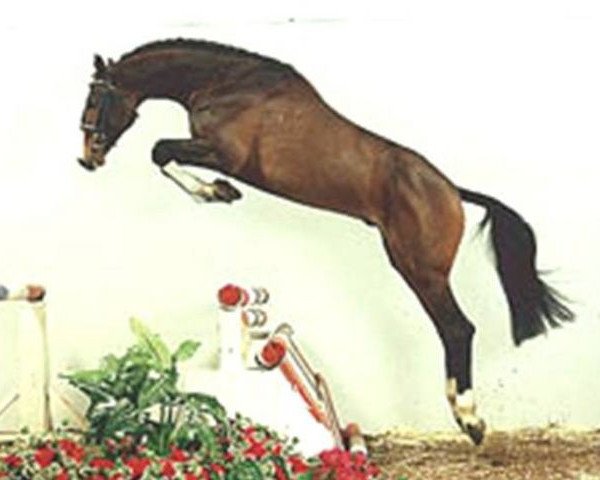 Deckhengst Lentigo (Holsteiner, 1992, von Locato)